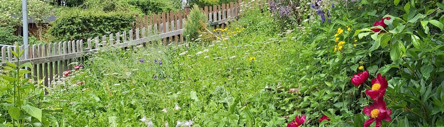 Bauerngarten Sommer